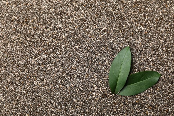 Chia seeds and leaves on whole background. Banner for your design