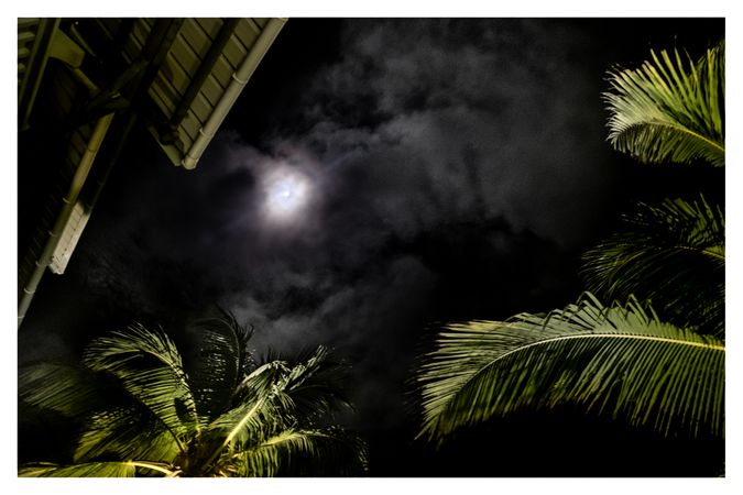 Shot looking up at moon behind clouds surrounded by palm trees