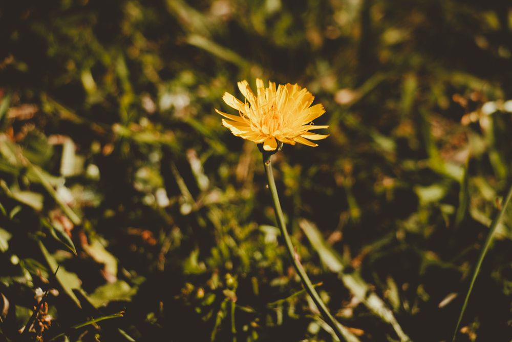 Close-Up Of A Single Yellow Flower Blooming In A Green Field Of Grass