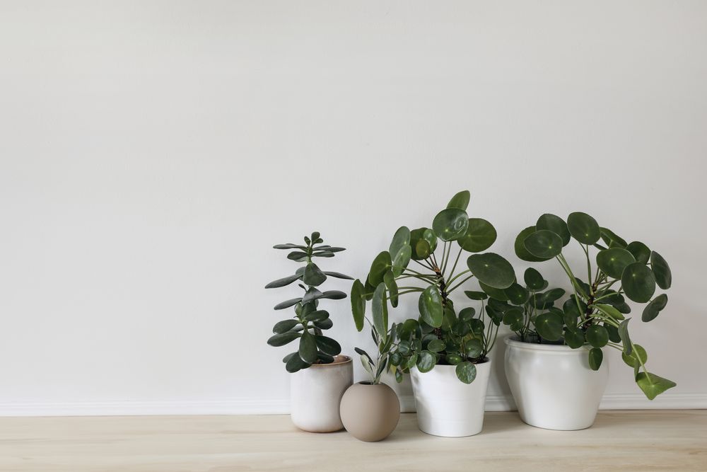 Modern composition of home garden.