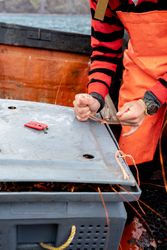 Fisherman using rope to close a full container with lobsters