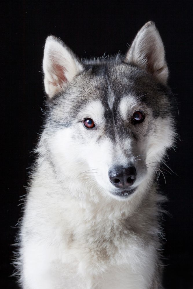 Amazing dog staring at camera