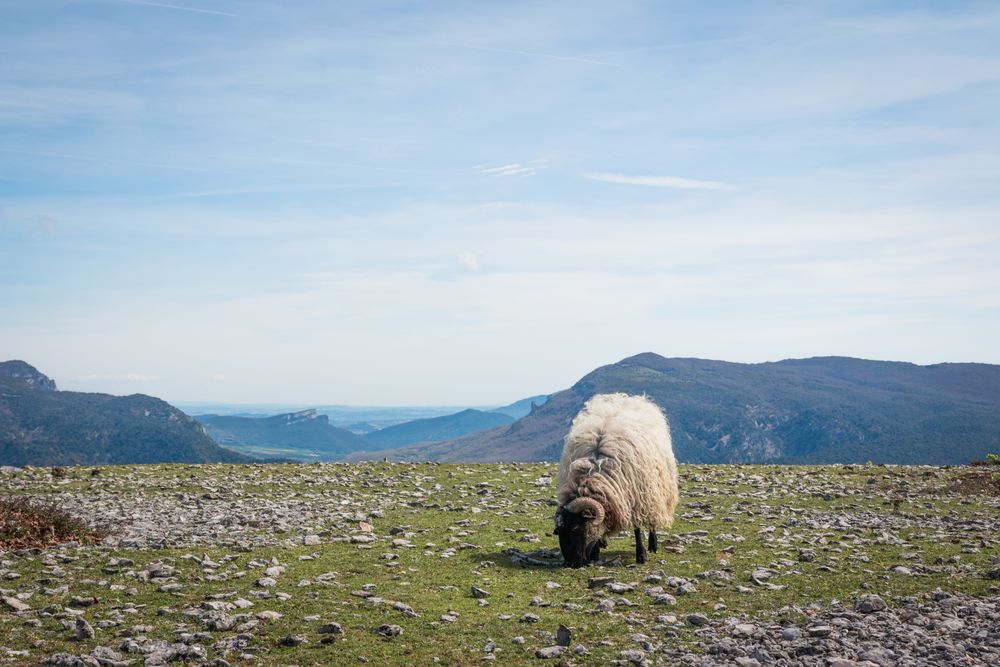 Herd of mountain sheep in field