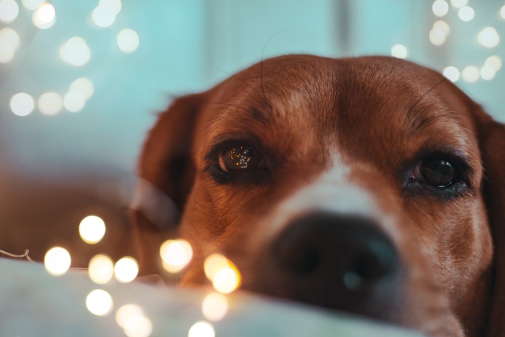 Brown dog near string light