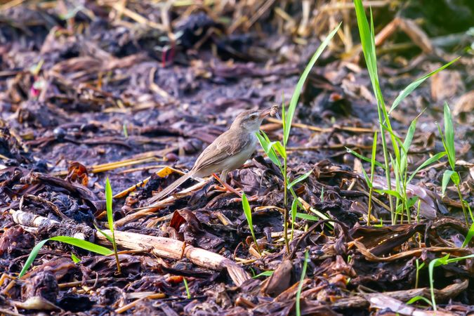 Feeding Prinia Bird