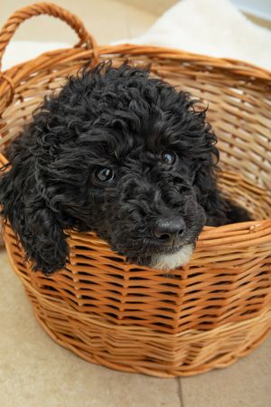 Close up of cute poodle’s face sitting in weaved basket