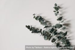Eucalyptus branches isolated on paper background 5nA7m0