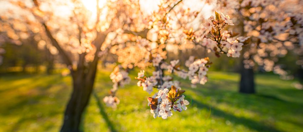 Beautiful cherry blossom detail at sunset
