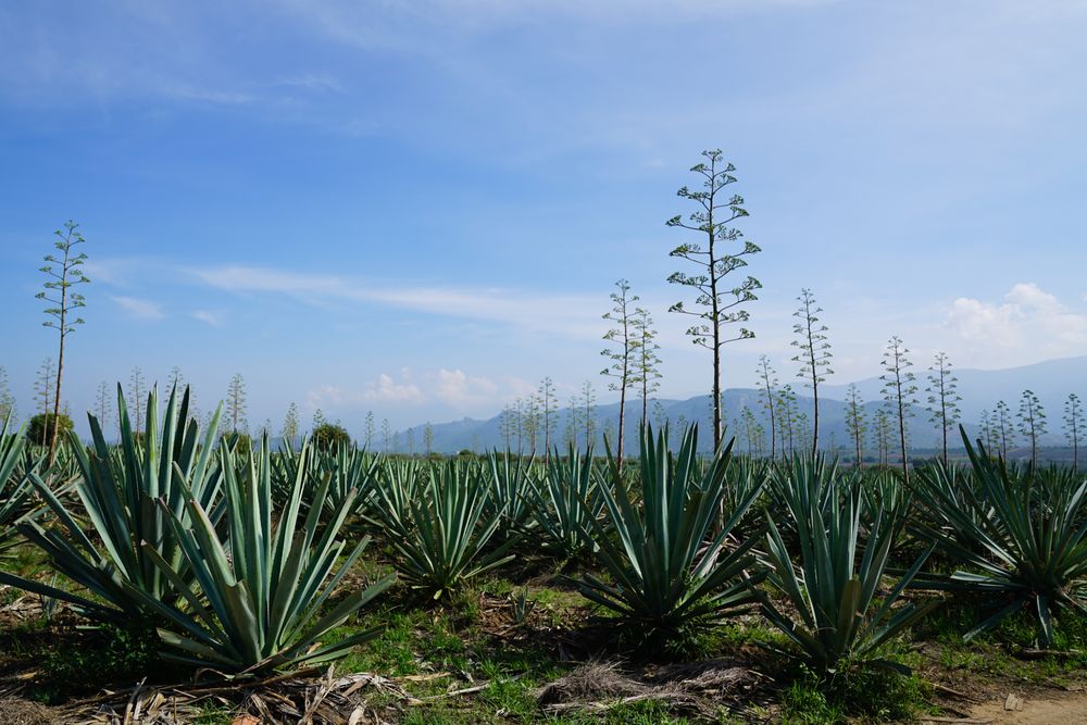 Field of blooming agave