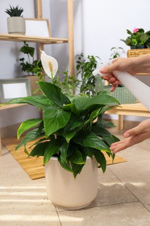 Cozy hobby - growing indoor plants at home