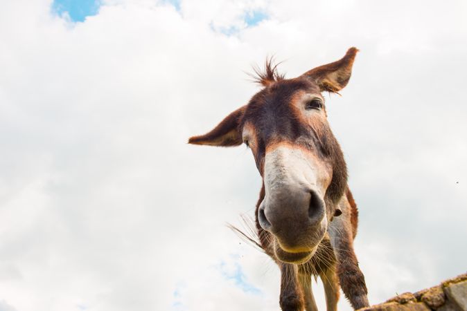 View to donkey standing at cloudy background