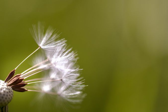 A few dandelion seeds on sunny day