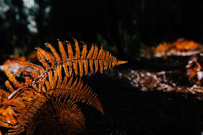Dry fern leaves in dark forest