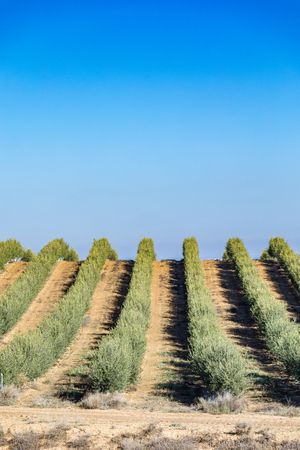 Olive rows under blue sky in farmland in spain
