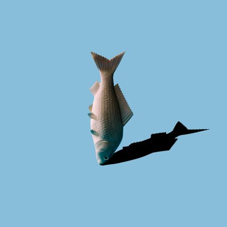 Upright fish and shadow on blue background