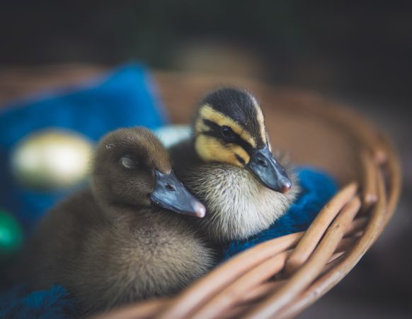 Two ducklings on brown woven basket