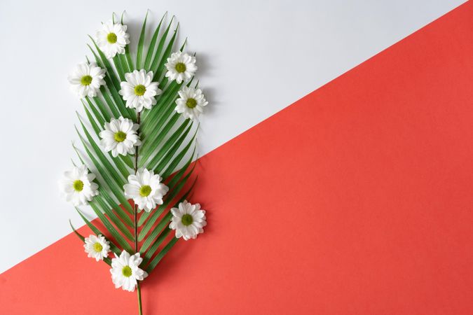 Palm leaf and flowers on red background