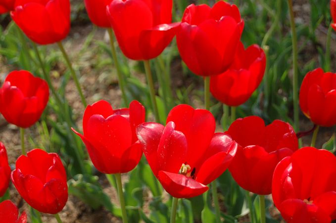 a garden with red tulips in bloom