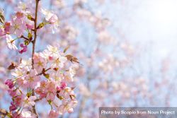 Pink cherry blossom 4989E5