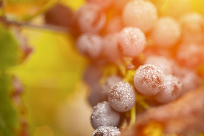 Lush, Ripe Wine Grapes with Mist Drops on the Vine