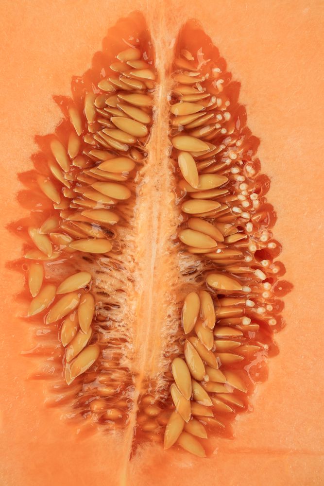 Orange Color of Core, Seeds, and Pulp of Cantaloupe Melon.