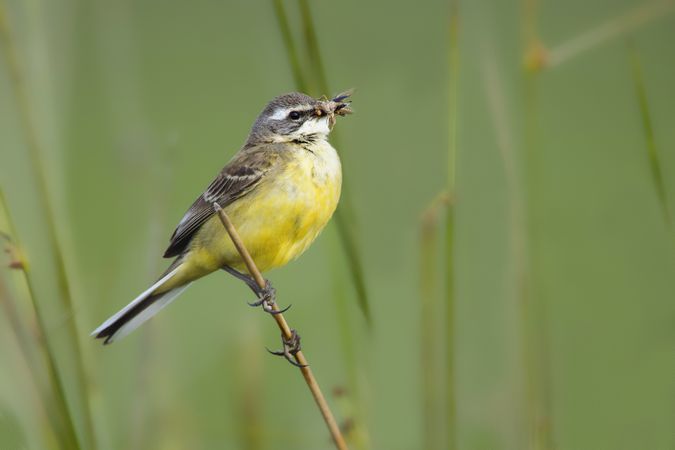 Wild bird on twig between plants