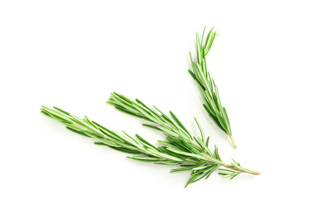 Fresh green rosemary isolated on blank background