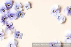 Purple viola flowers on a neutral background with copy space 0vd3d4