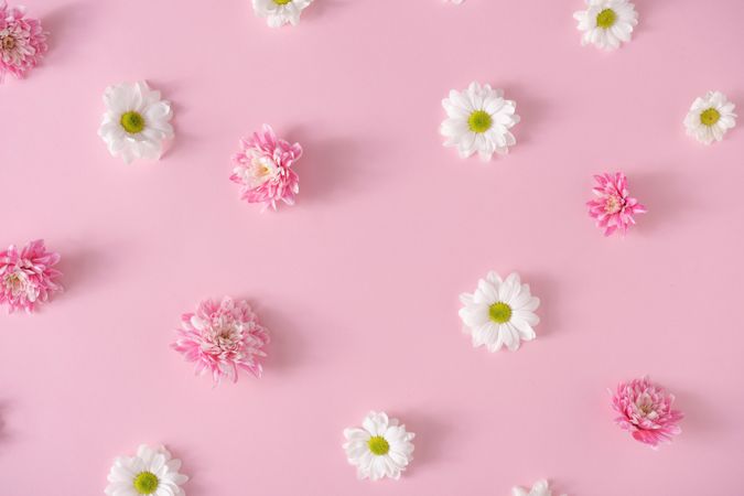 Daisies on pink background