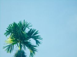 palm