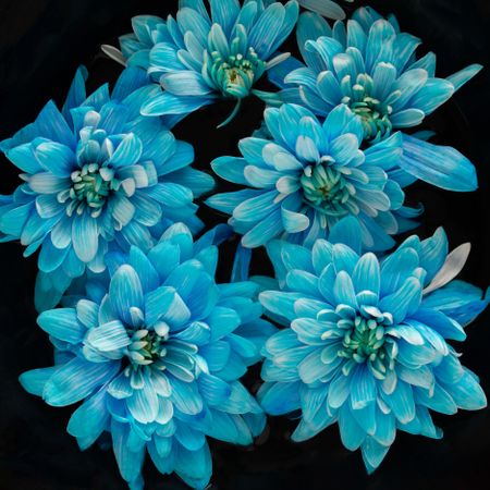 Blue flowers scattered on dark background