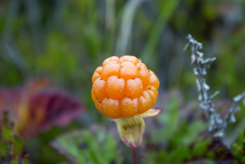 Cloudberry
