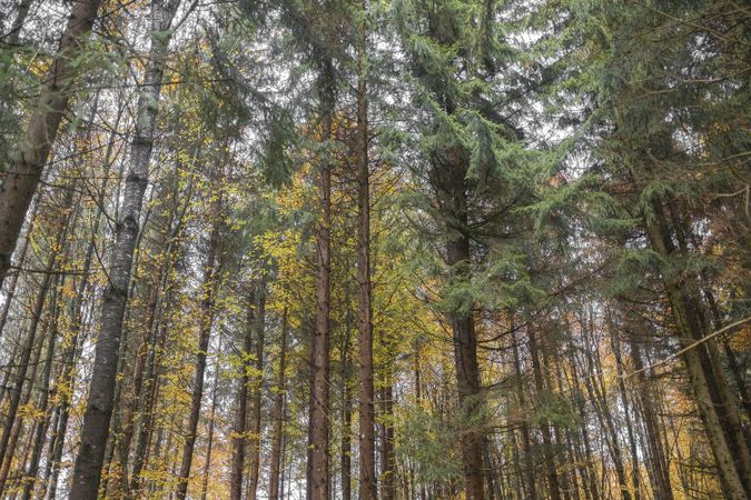 Beautiful forest in autumn