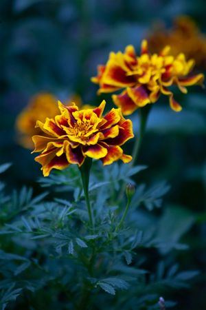 Dark Moody Orange Marigold Flowers Close-up