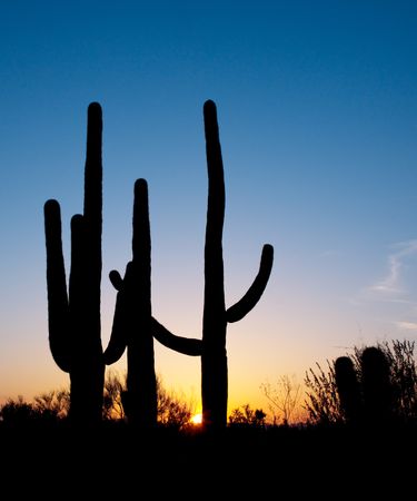 Silhouette of large Saguaro cacti in sunset