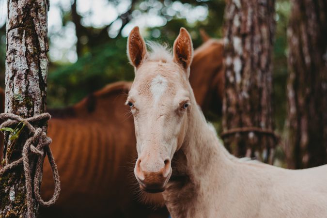 Horse on walk tied to tree and looking at camera