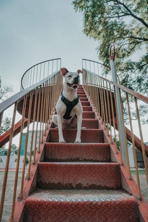 Playful dog sitting on stairs in street