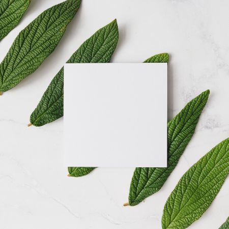 Green leaves on light paper with light square