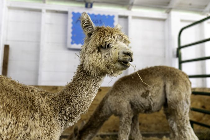 Alpacas at the Itasca County Fair in Grand Rapids, MN
