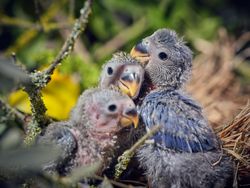 Flock of lovebird chicks and mom bird sitting in nest