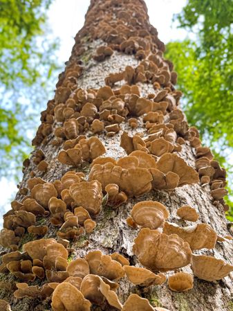 Tree trunk covered in Turkey-tail mushrooms