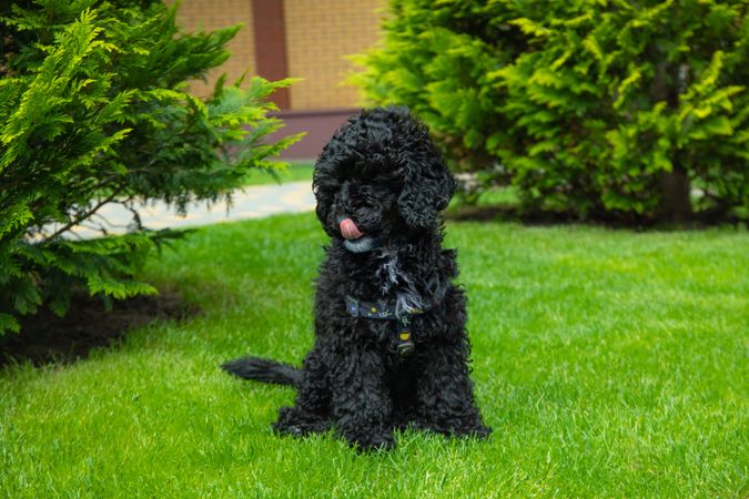 Cute puppy sitting on grass