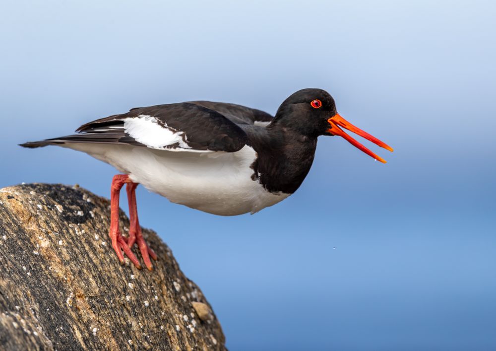 Eurasian oystercatcher on a rock near sea