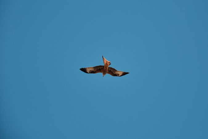 Bird flying in blue sky