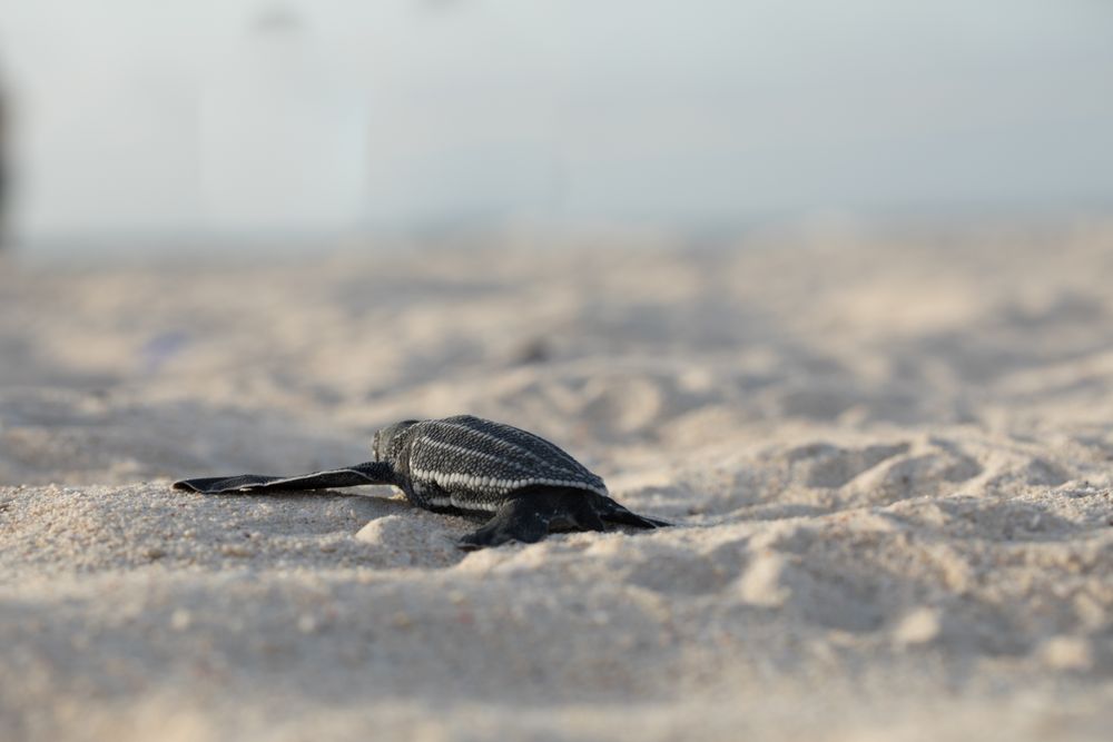 Baby turtle crawling on sand to water