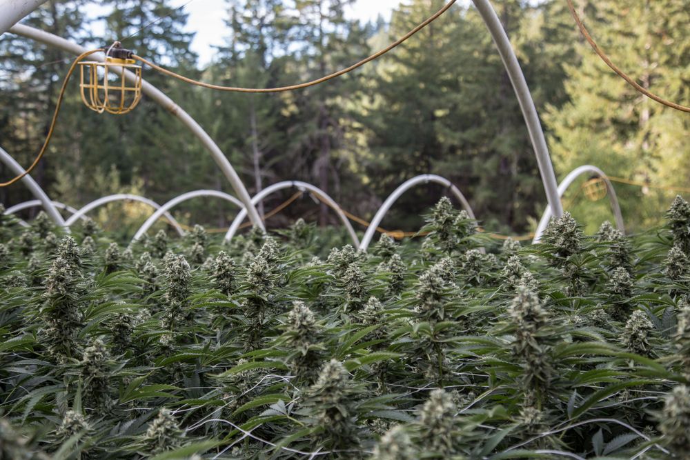 Large outdoor marijuana growing operation