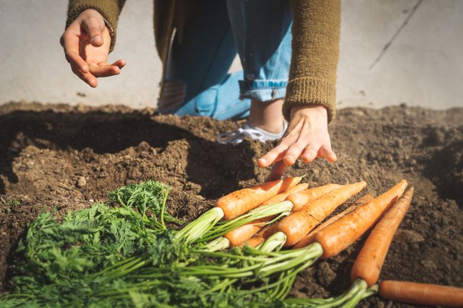 Crop woman harvesting carrot in garden