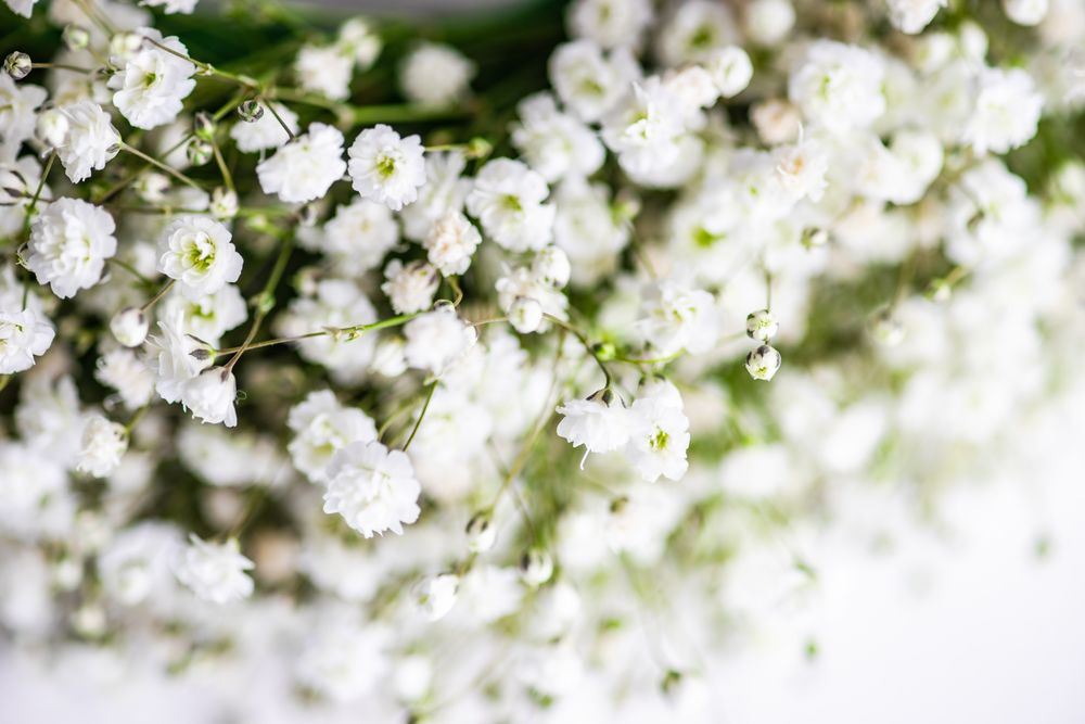 Close up of headdress of gypsophila paniculata flowers