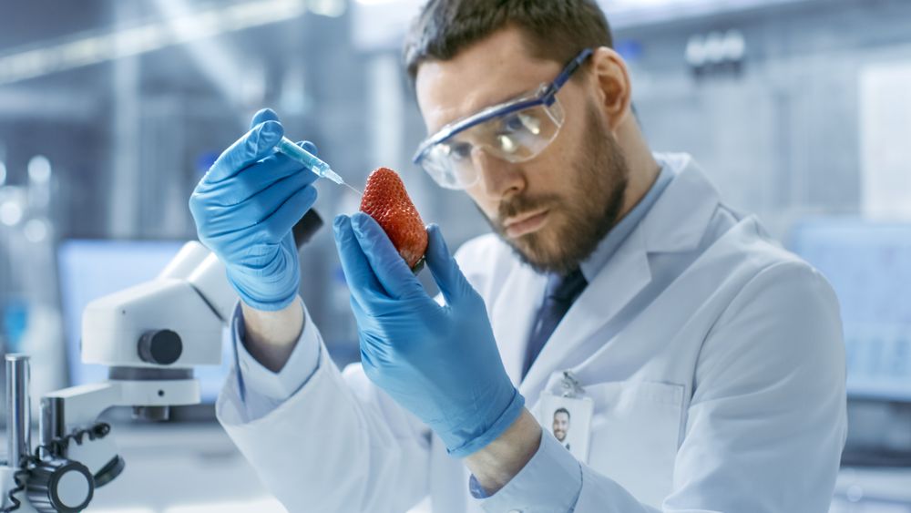In a Modern Laboratory Food Scientist Injects Strawberry with a Syringe.
