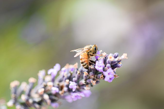Close up side view of bee on purple flower with selective focus